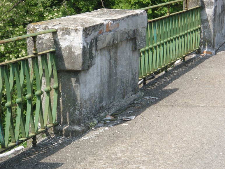 Biacchi spericolati...: da brivido!